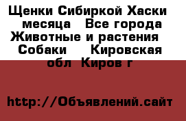 Щенки Сибиркой Хаски 2 месяца - Все города Животные и растения » Собаки   . Кировская обл.,Киров г.